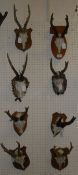 A collection of eight pairs of Roe Deer antlers and skull caps on wooden, mainly shield shaped,
