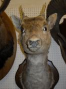 A stuffed and mounted juvenile fallow deer shoulder mount head and short antlers on an oak wall