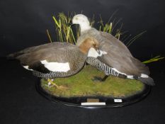 A stuffed and mounted pair of Magellan or Upland Geese male and female on naturalistic mossy