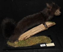A stuffed and mounted Mustelid pelt (possibly mink) bearing Peter Farrington collection label No