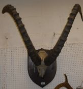 A set of mounted Ibex horns and skull on an oak shield shaped mount CONDITION REPORTS