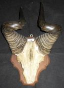 A pair of mounted Hartebeest horns on shield shaped mount