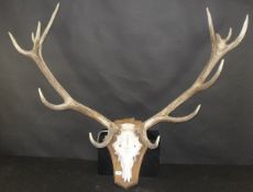 A large pair of 12 point red deer antlers, the skull cap inscribed "Jelki 27.9.