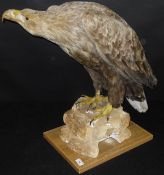 A stuffed and mounted White-tailed Sea Eagle on wooden base,