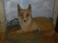 A stuffed and mounted recumbant fox cub in naturalistic setting and three sided glazed display case