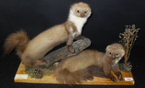 A pair of stuffed and mounted Pine Martin pelts recumbant and on branch setting bearing Peter