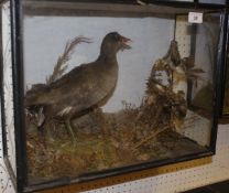 A stuffed and mounted Water Hen and two further smaller birds set on moss covered branches in