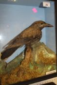 A stuffed and mounted Nutcracker in naturalistic setting and glass fronted display case,