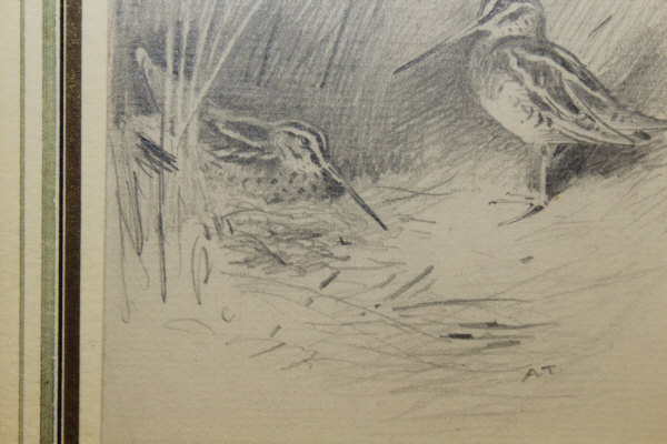 ARCHIBALD THORBURN (1860-1935) "Snipe amongst Reeds, another coming in", pencil, - Image 11 of 20