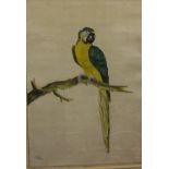 AFTER WILLIAM HAYES (1729-1799) "Blue Macaw" and "Pied Pheasant Male", black and white engraving,