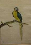 AFTER WILLIAM HAYES (1729-1799) "Blue Macaw" and "Pied Pheasant Male", black and white engraving,