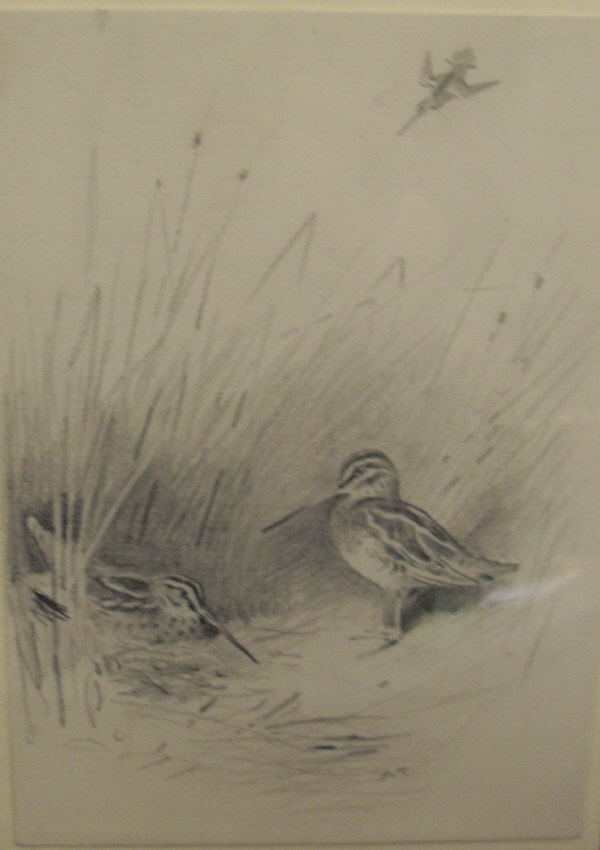 ARCHIBALD THORBURN (1860-1935) "Snipe amongst Reeds, another coming in", pencil,