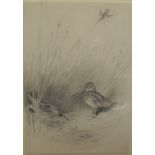ARCHIBALD THORBURN (1860-1935) "Snipe amongst Reeds, another coming in", pencil,