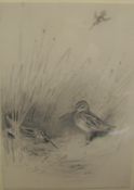 ARCHIBALD THORBURN (1860-1935) "Snipe amongst Reeds, another coming in", pencil,