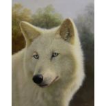 J GAETAN (20TH CENTURY) "Lone Wolf", a head study, oil on panel, signed bottom right, 50.5 cm x 40.