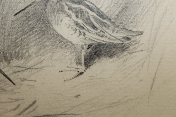 ARCHIBALD THORBURN (1860-1935) "Snipe amongst Reeds, another coming in", pencil, - Image 15 of 20