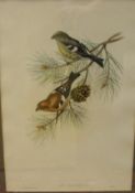 AFTER J GOULD & H C RICHTER "Ornithological studies",