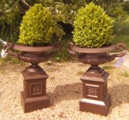 A pair of modern metal planters, planted with box hedging, with moulded decoration,