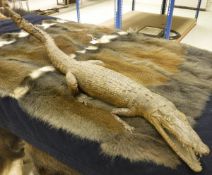 A taxidermy stuffed and mounted Caiman Crocodile (circa 1900)