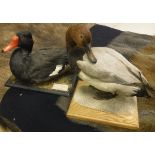 A taxidermy stuffed and mounted Rosy-billed Duck (Drake) on mossy base,