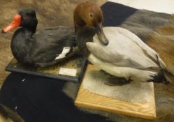 A taxidermy stuffed and mounted Rosy-billed Duck (Drake) on mossy base,