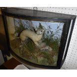 A taxidermy stuffed and mounted Ermine with Rabbit prey,