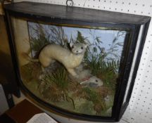 A taxidermy stuffed and mounted Ermine with Rabbit prey,