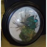 A taxidermy picture frame case containing a stuffed and mounted Kingfisher amongst mossy grass,