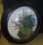 A taxidermy picture frame case containing a stuffed and mounted Kingfisher amongst mossy grass,