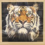 B C "Tiger's head", watercolour heightened in white,