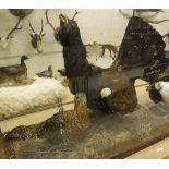 A taxidermy case containing stuffed and mounted Capercaillie (Cock and Hen),