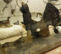 A taxidermy case containing stuffed and mounted Capercaillie (Cock and Hen),