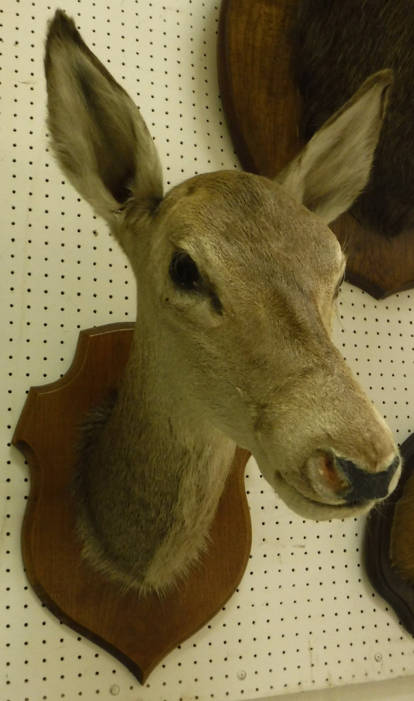 A taxidermy stuffed and mounted Red Deer Hind head on an oak shield-shaped plaque