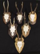 Six Roe deer antlers mounted on shields,
