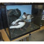 A taxidermy case containing a pair of stuffed and mounted Shelduck,