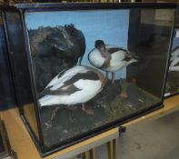 A taxidermy case containing a pair of stuffed and mounted Shelduck,