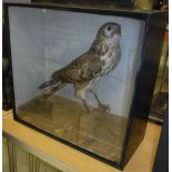 A taxidermy case containing a stuffed and mounted Marsh Harrier upon a mossy pole