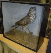 A taxidermy case containing a stuffed and mounted Marsh Harrier upon a mossy pole