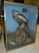 A taxidermy display case attributed to MacPhearson containing a stuffed and mounted Golden Eagle,