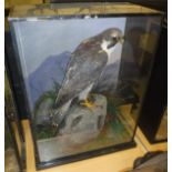 A taxidermy case containing stuffed and mounted Peregrine Falcon,