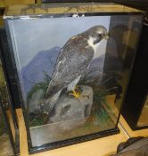 A taxidermy case containing stuffed and mounted Peregrine Falcon,