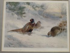 AFTER ARCHIBALD THORBURN "Pheasant in snow", colour print, limited edition 443/500,
