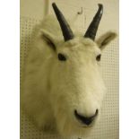 A taxidermy stuffed Goat shoulder mount with horns