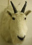 A taxidermy stuffed Goat shoulder mount with horns