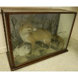 A taxidermy stuffed and mounted Fox, in naturalistic setting with Pheasant prey,