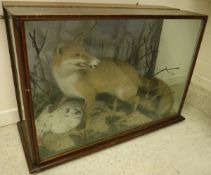 A taxidermy stuffed and mounted Fox, in naturalistic setting with Pheasant prey,