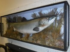 A painted Salmon cast in three-sided glazed display case,