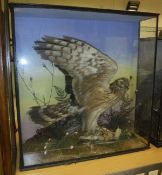 A taxidermy case circa 1920-30 containing a stuffed and mounted Hen Harrier and prey,
