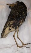 A taxidermy stuffed and mounted Ruff (Male),