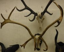 A large pair of 18 point Elk antlers with upper skull on an oak shield-shaped plaque inscribed